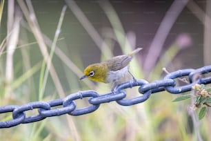 a small bird perched on a blue chain