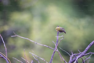 a small bird perched on top of a tree branch