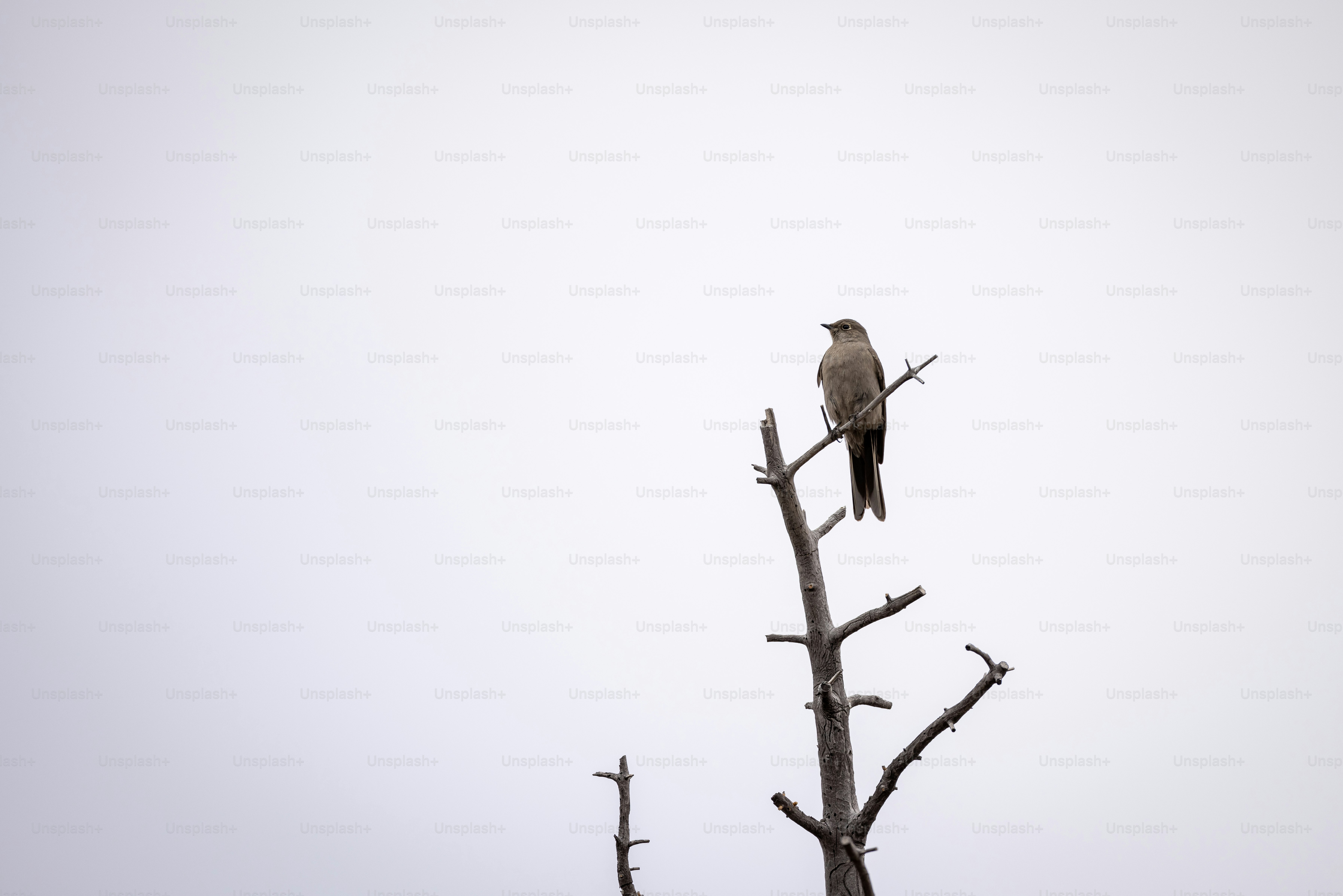 a bird sitting on top of a tree branch