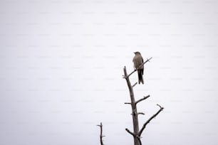 Un pájaro sentado en la cima de la rama de un árbol