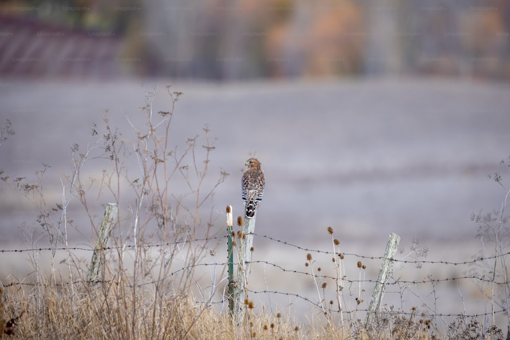 Ein Vogel, der auf einem Holzzaun sitzt