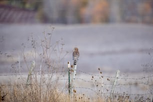 a bird sitting on top of a wooden fence