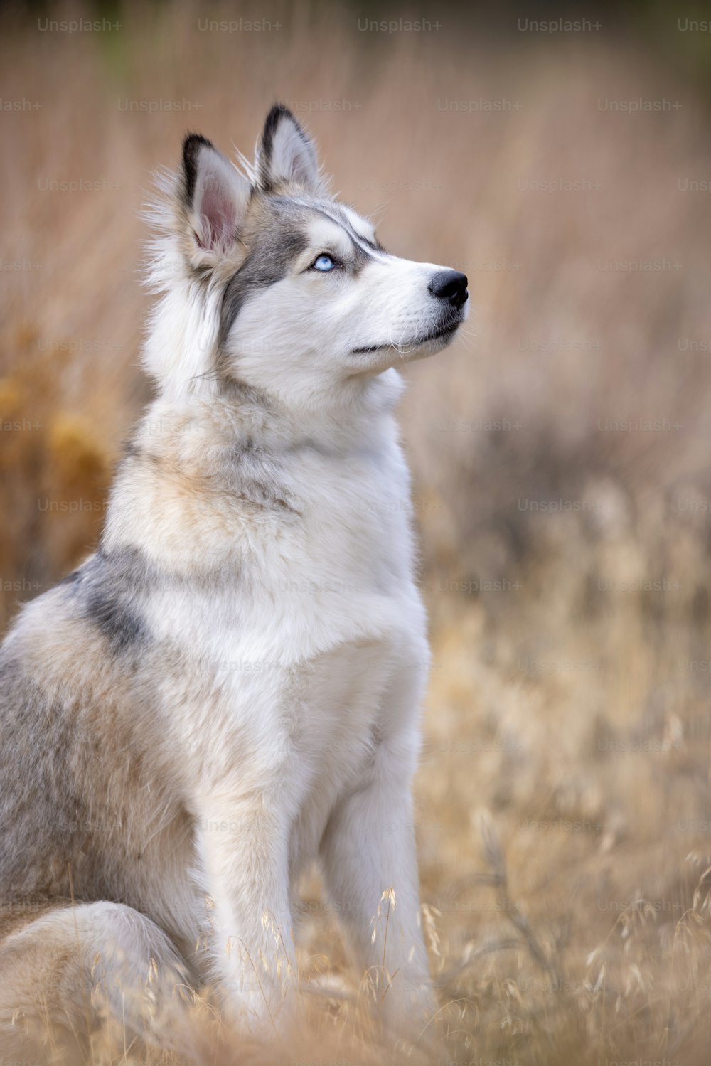 a husky dog sitting in a field of dry grass
