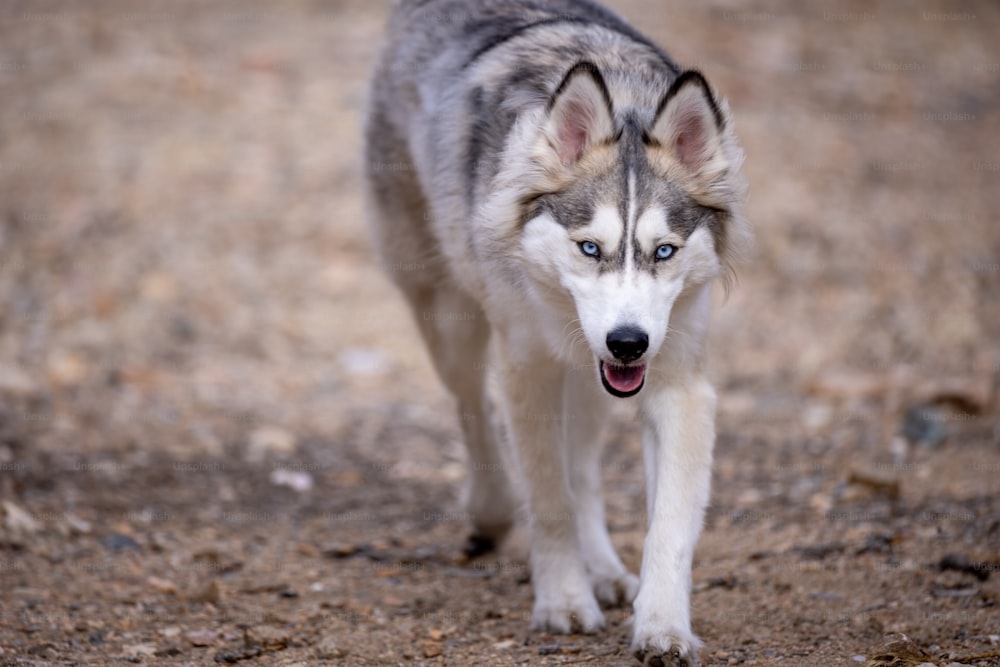 Un cane grigio e bianco che cammina attraverso un campo