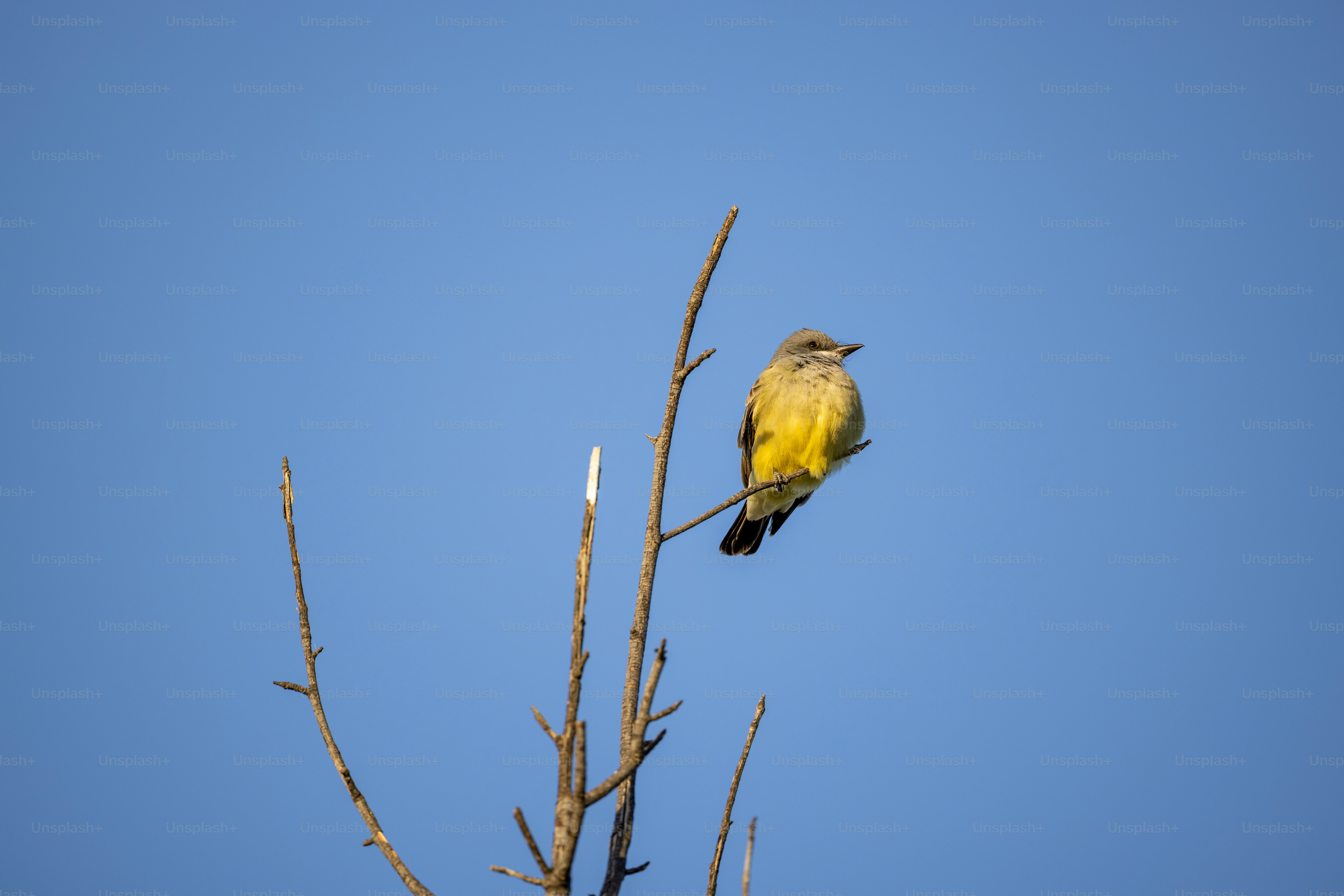 Ein gelber Vogel, der auf einem Ast sitzt