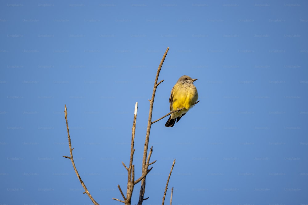 um pássaro amarelo sentado em cima de um galho de árvore