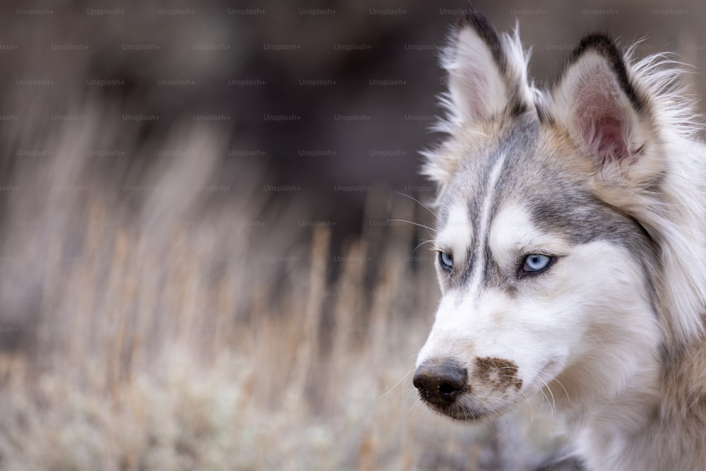 a close up of a dog with blue eyes