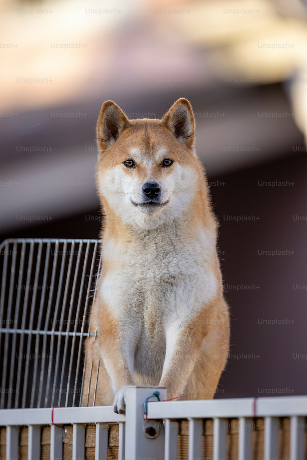 a dog standing on top of a metal fence