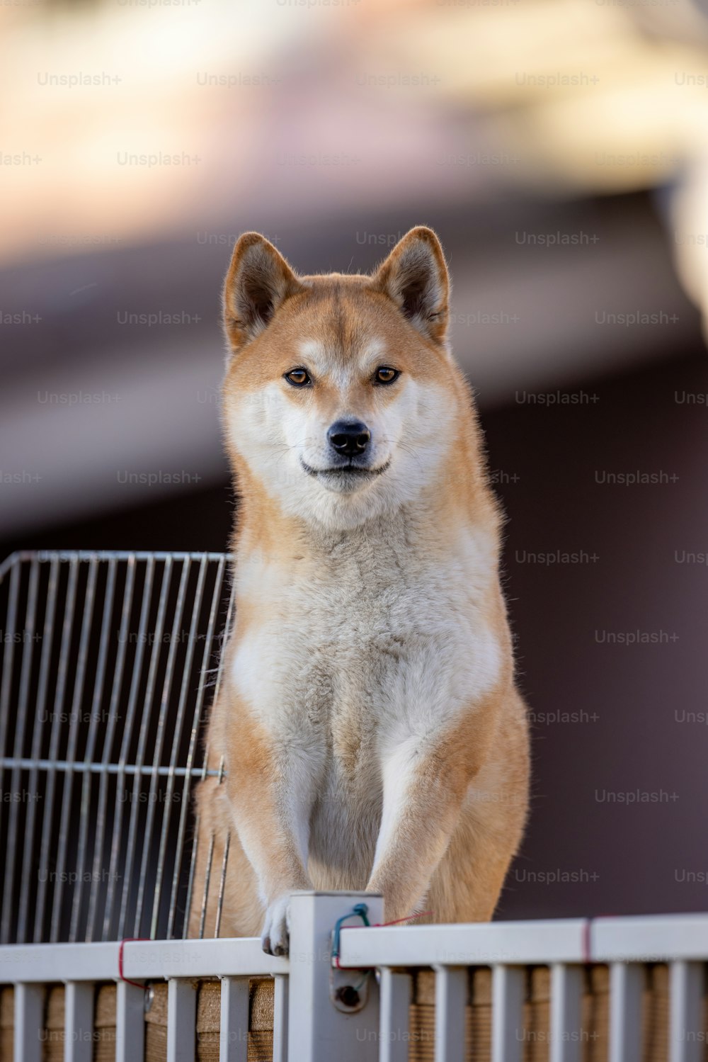 um cachorro em pé em cima de uma cerca de metal
