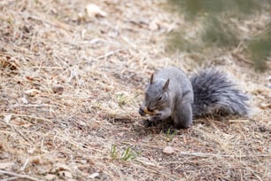 Uno scoiattolo è seduto a terra mangiando qualcosa