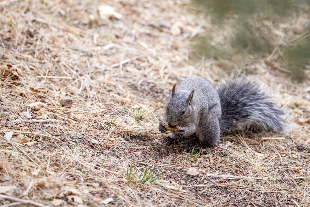 Ein Eichhörnchen sitzt auf dem Boden und frisst etwas