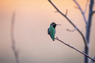 a small green bird perched on top of a tree branch