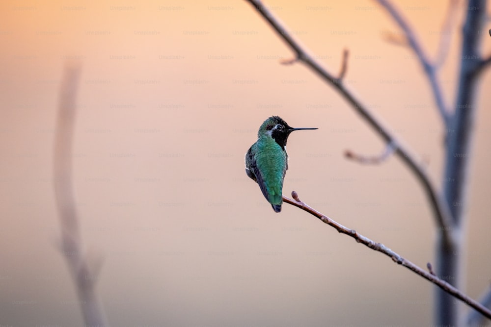 Un piccolo uccello verde appollaiato sulla cima di un ramo di un albero