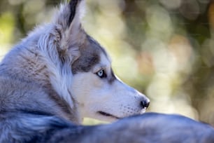 a close up of a dog with a blurry background