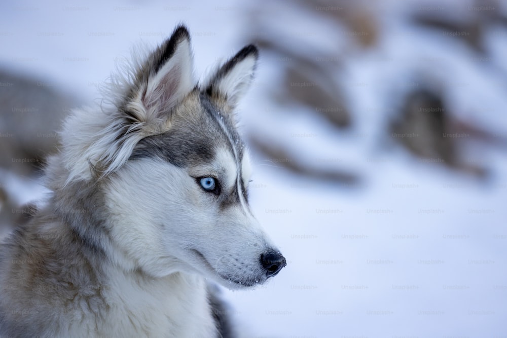 a close up of a husky dog with blue eyes