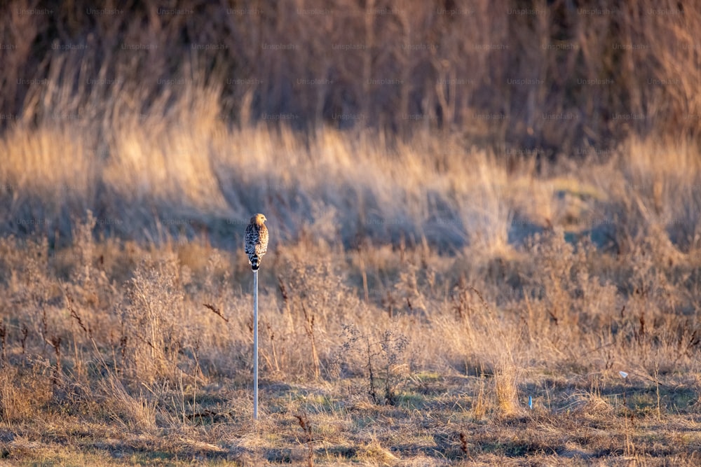a bird sitting on top of a pole in a field