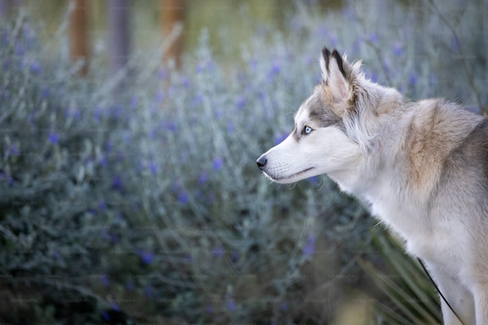 um lobo parado em frente a um arbusto com flores azuis