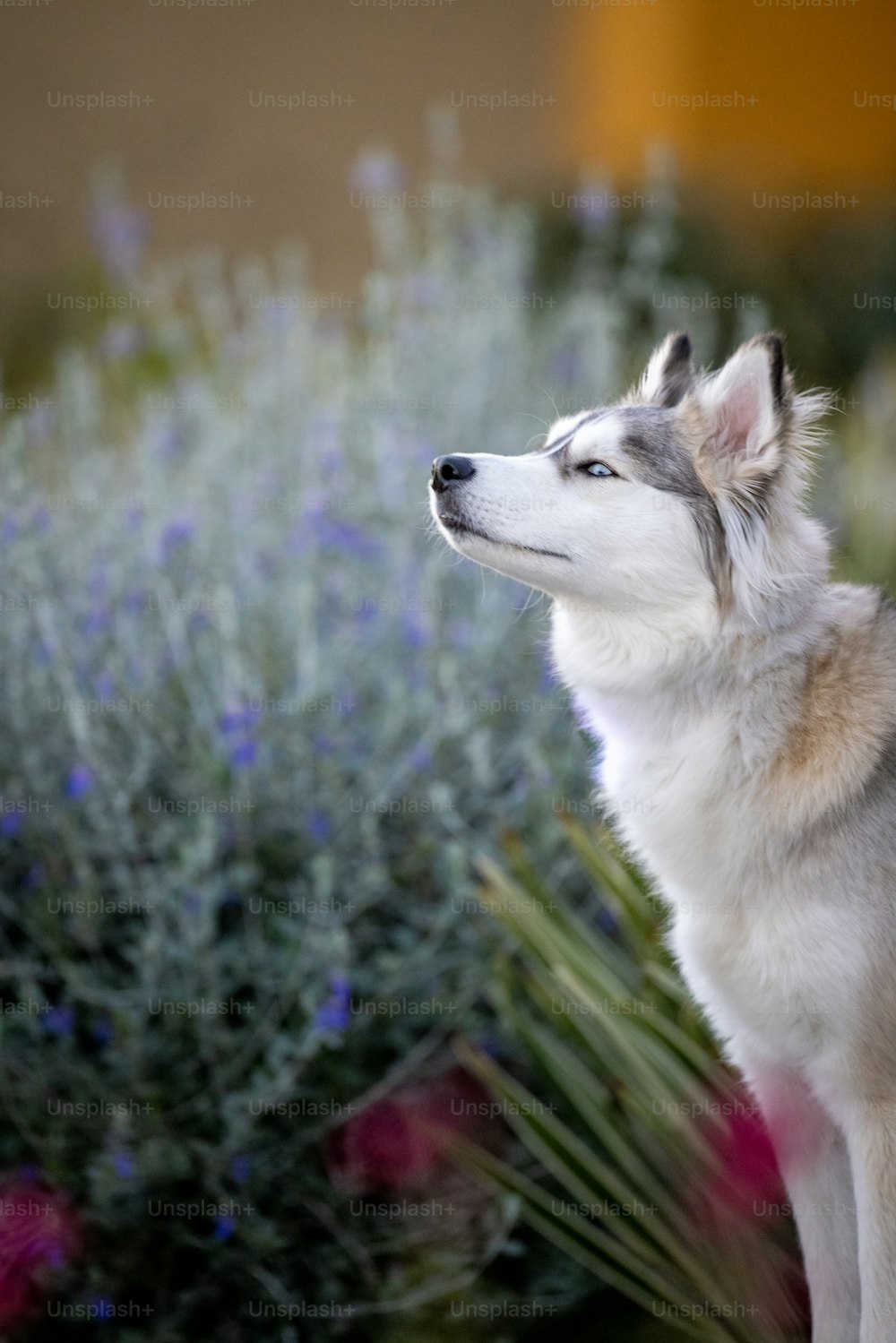 a husky dog sitting in front of some flowers