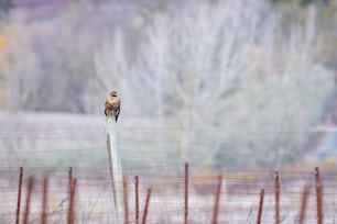 a bird sitting on top of a barbed wire fence