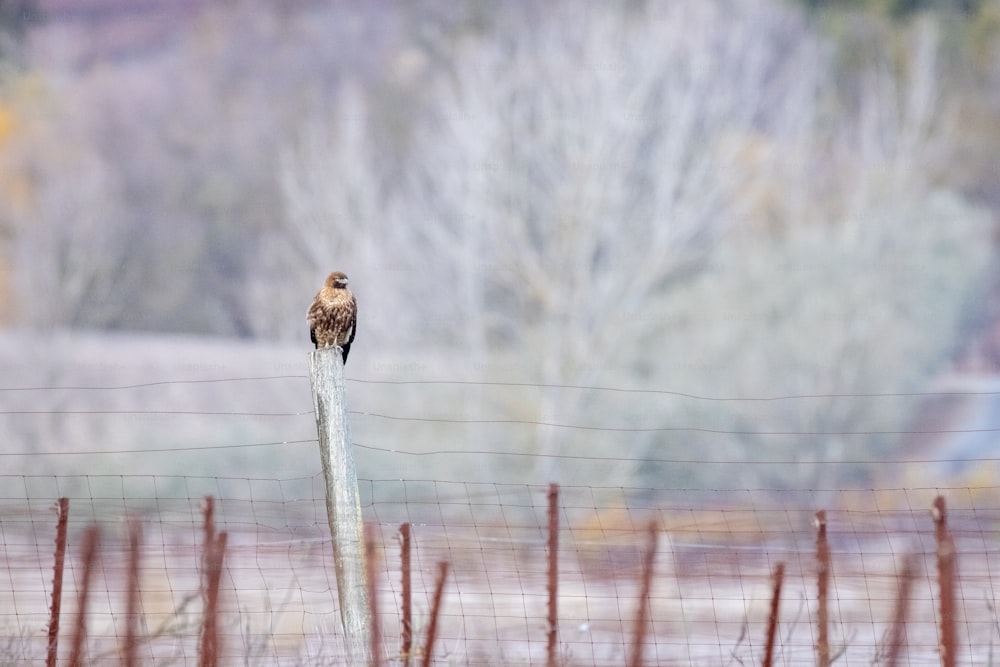 a bird sitting on top of a barbed wire fence