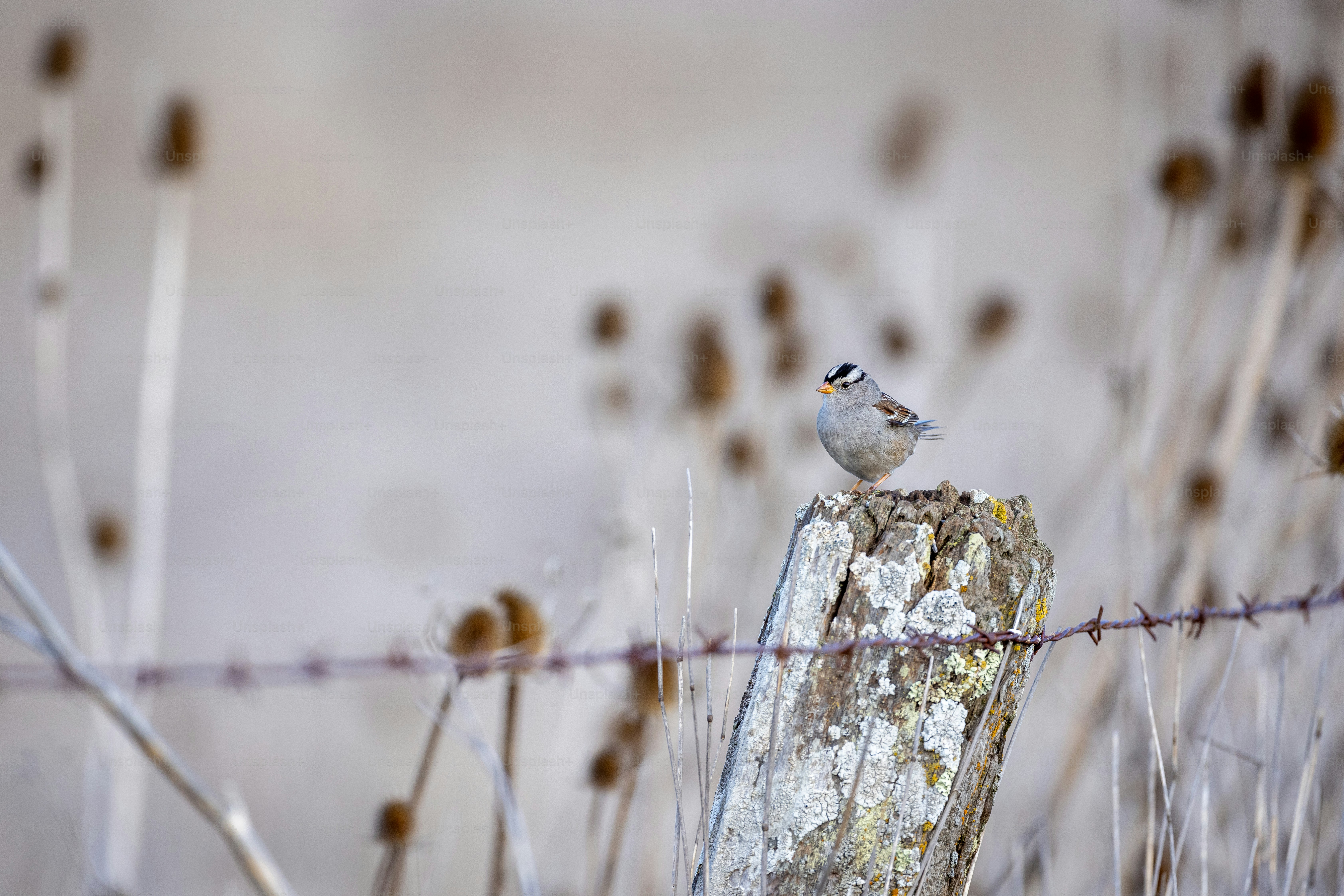 a small bird sitting on top of a wooden post