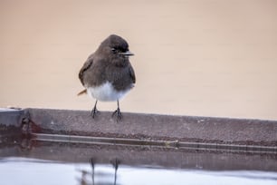 Un pequeño pájaro parado en una repisa junto a un cuerpo de agua