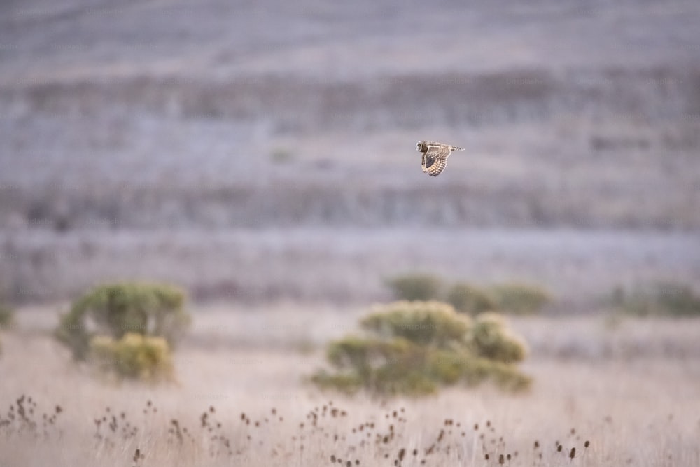 a bird flying over a dry grass field