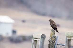 Un uccello appollaiato sulla cima di una staccionata di legno