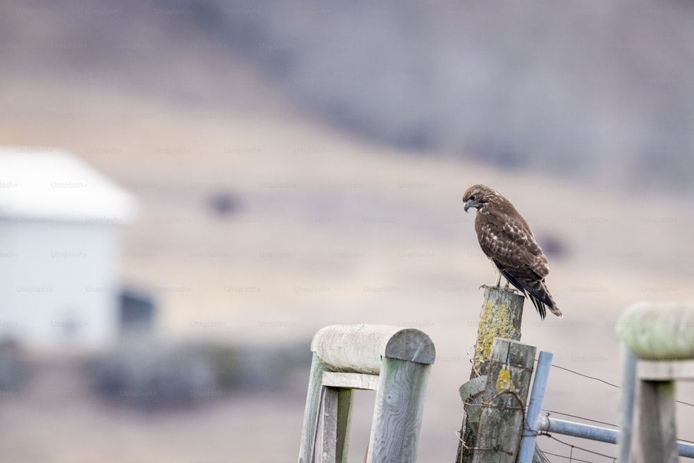 a bird perched on top of a wooden fence