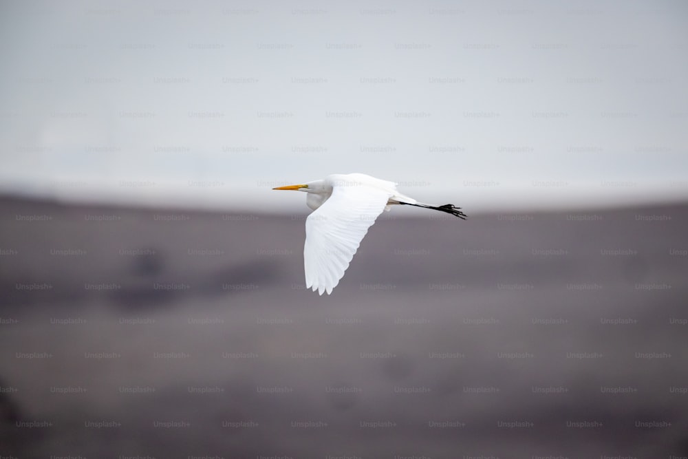 Un uccello bianco che vola attraverso un cielo nuvoloso