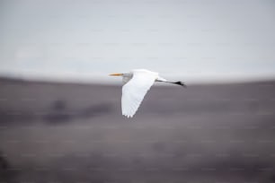 흐린 하늘을 날고 있는 하얀 새
