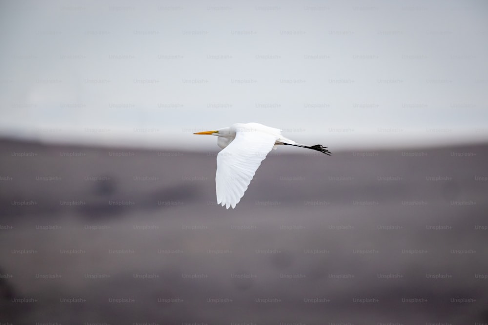 a white bird flying through a cloudy sky