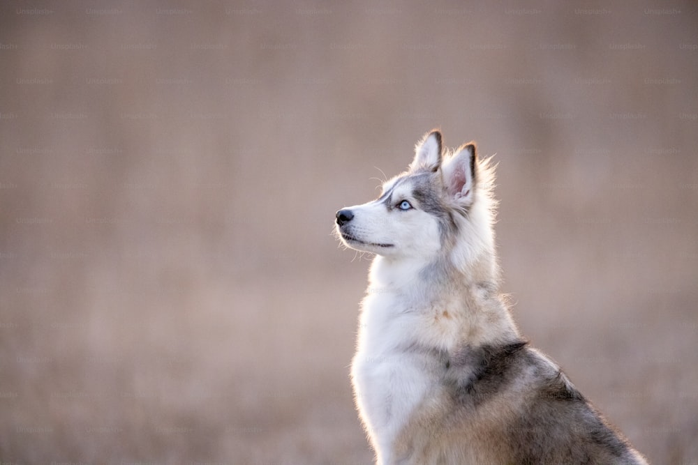 草原に座っているハスキー犬