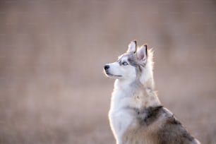 a husky dog sitting in a field of grass