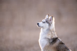 Ein Husky-Hund, der auf einem Grasfeld sitzt