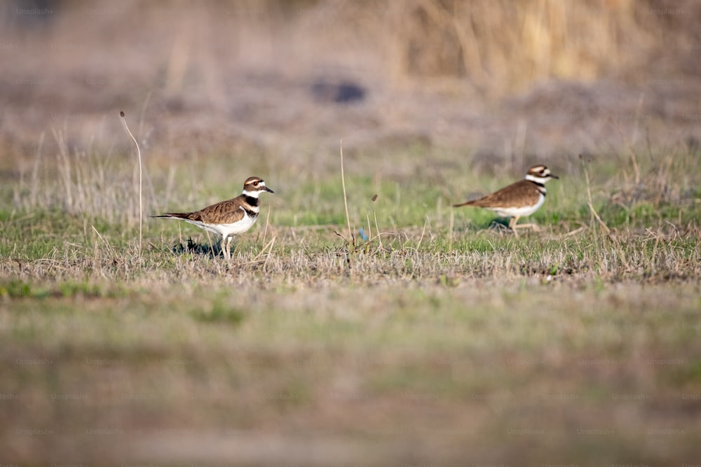 um par de pássaros em pé em cima de um campo coberto de grama