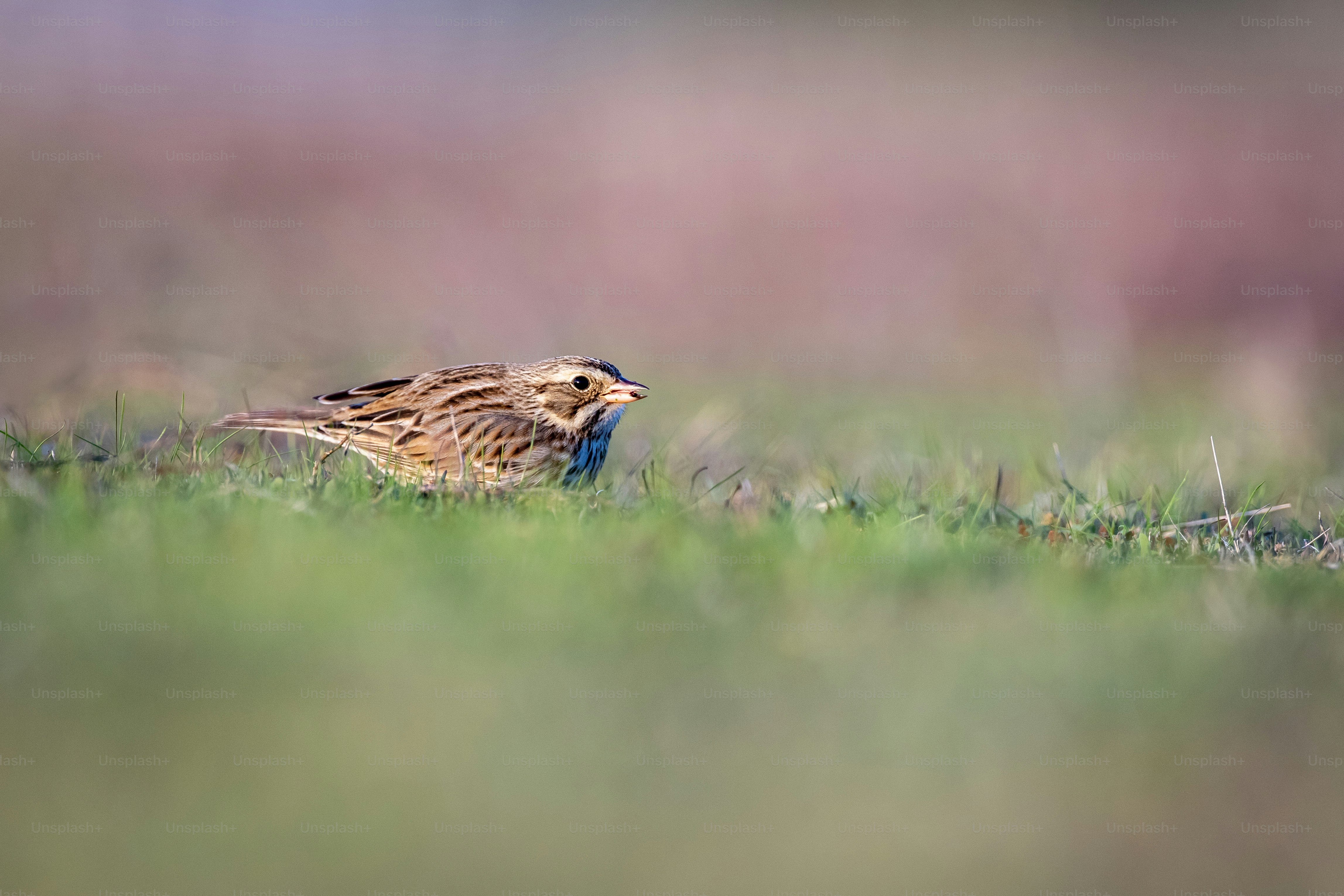 Un uccello marrone e blu seduto in cima a un campo verde lussureggiante