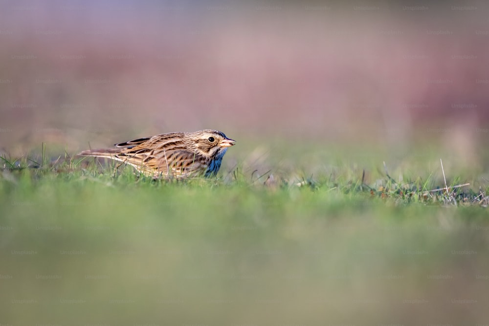 a brown and blue bird sitting on top of a lush green field