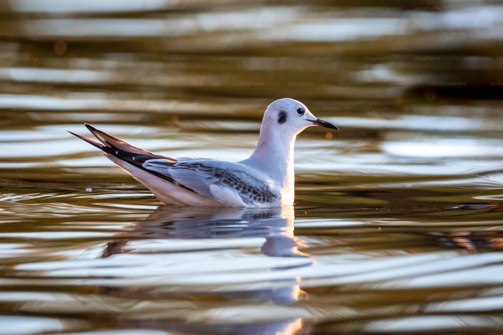 水域の上に浮かぶ鳥