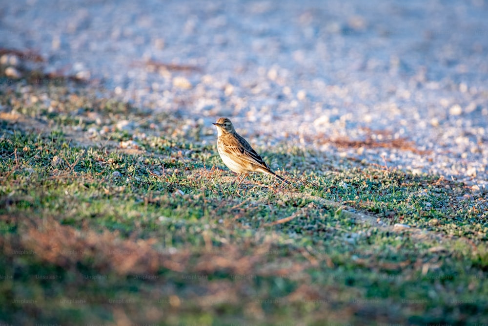 a small bird standing on a patch of grass