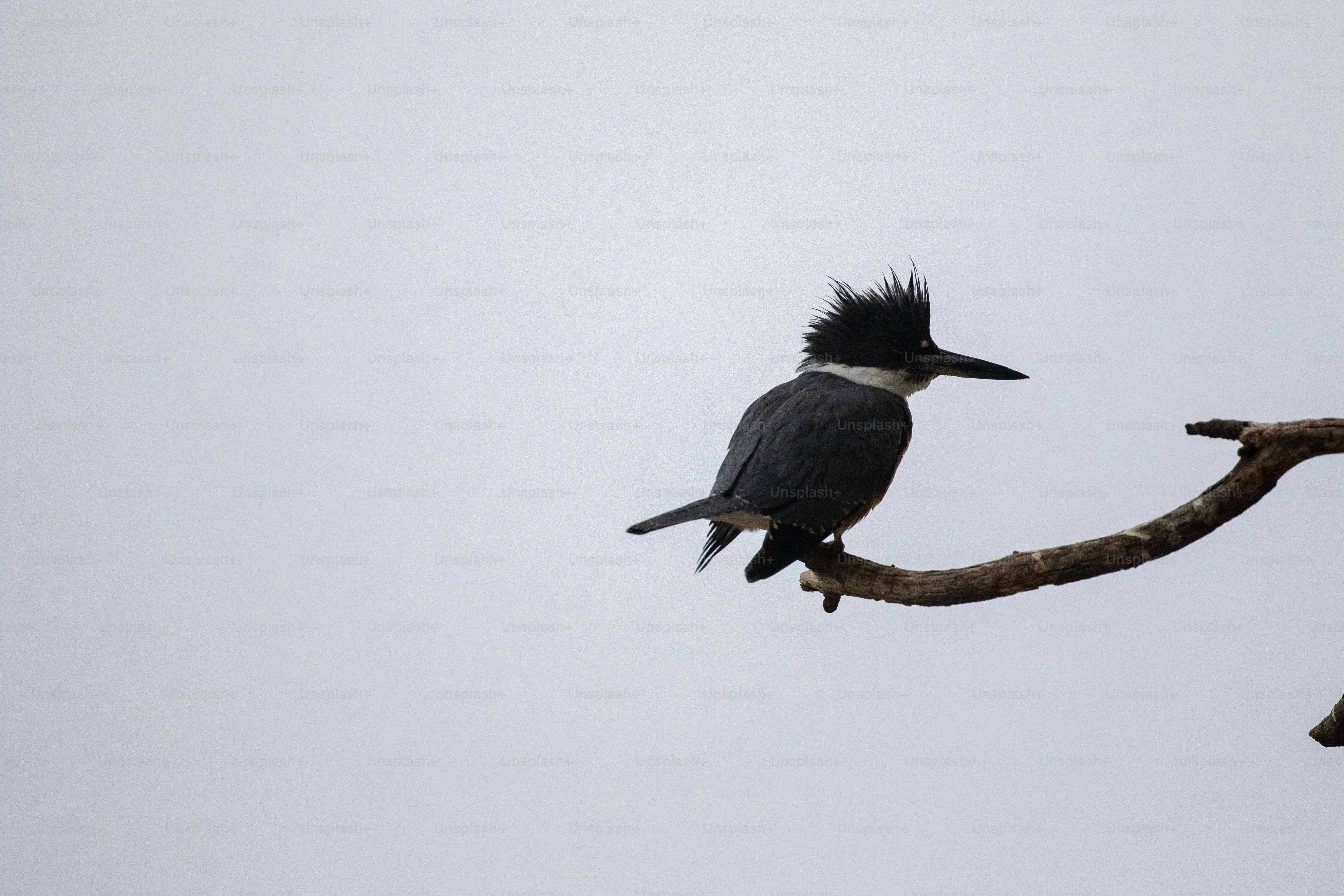 Un uccello bianco e nero seduto sulla cima di un ramo di un albero
