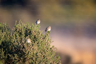 a group of birds sitting on top of a tree