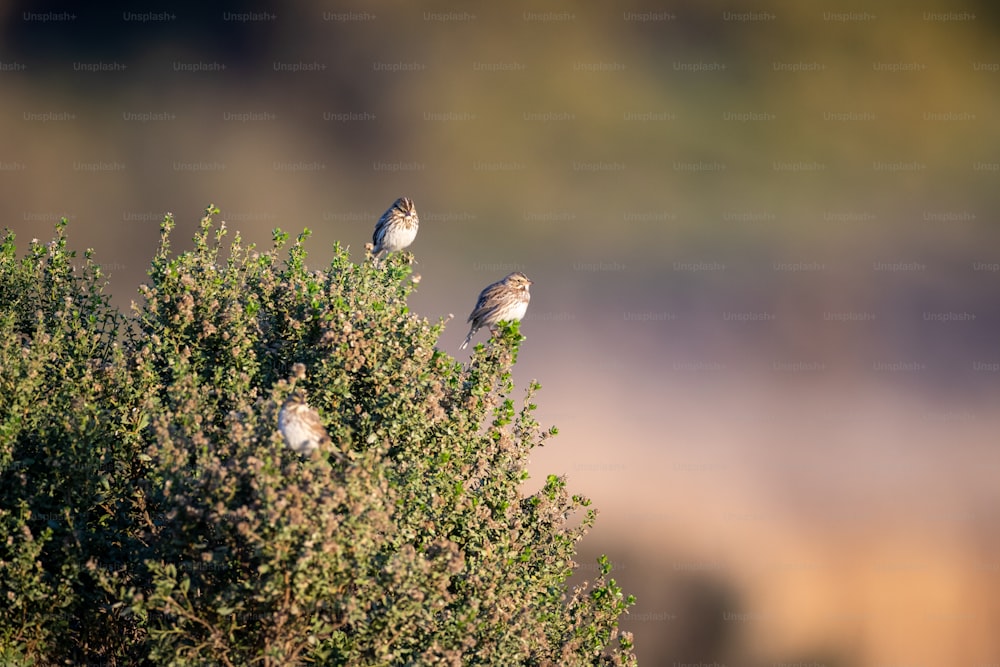 a group of birds sitting on top of a tree