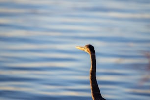 a close up of a bird near the water