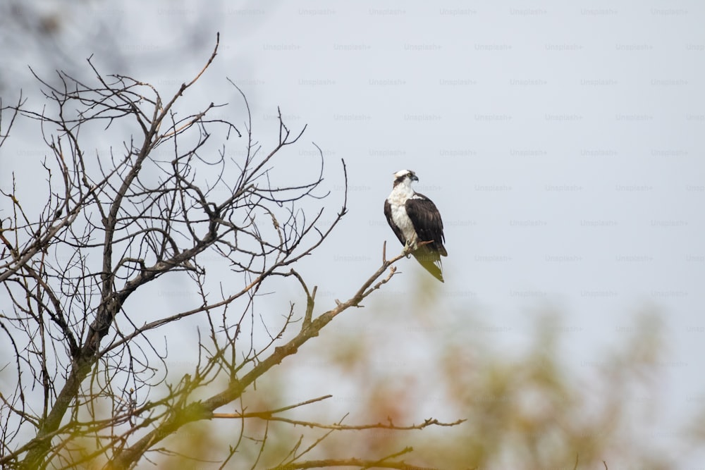 Un uccello bianco e nero seduto sulla cima di un ramo di un albero