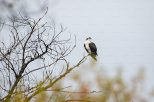 Un pájaro blanco y negro sentado en la cima de la rama de un árbol