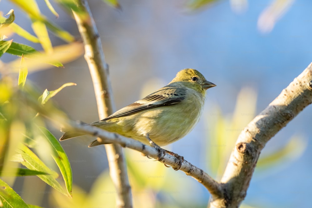 Un pequeño pájaro encaramado en la rama de un árbol