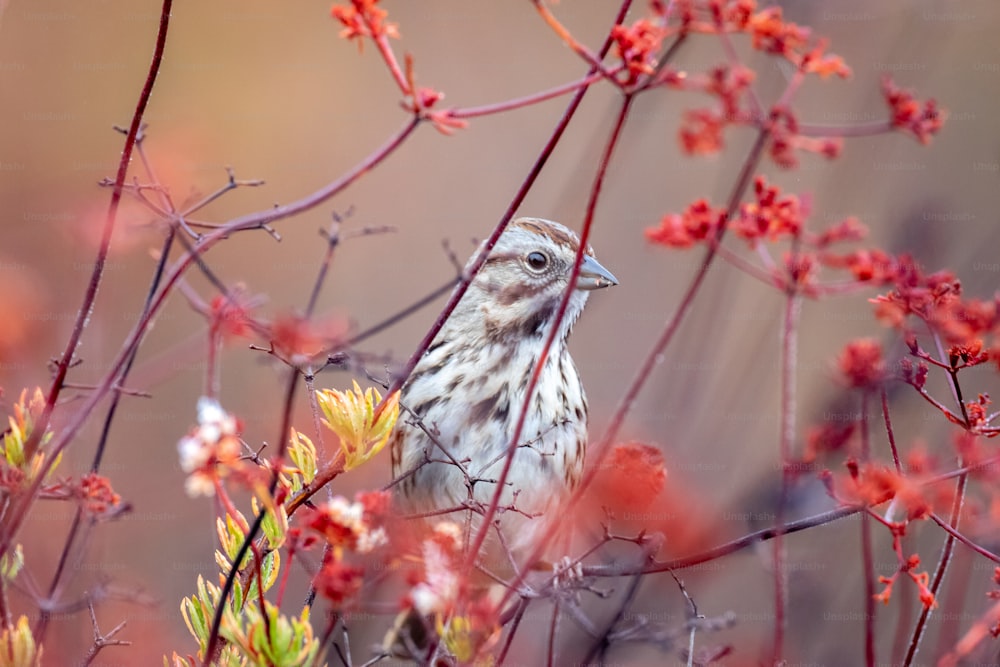 Un pequeño pájaro sentado en la cima de la rama de un árbol