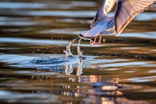 um pássaro voando sobre um corpo de água