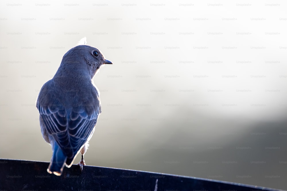 a blue bird sitting on top of a black object
